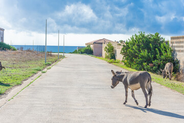 Asinara Island's endemic donkey