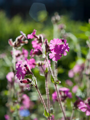 Red campion -  silene doica -  pink catchfly, beautiful pink meadow flowers.
