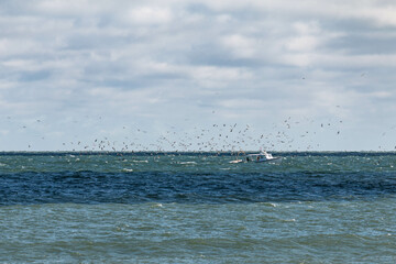 Chumming for the Birds