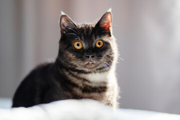 Adorable little scottish black tabby cat.