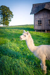 llama in the zoo eating grass © Jegor