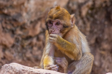 Wild baby barbary monkey eating in Morocco