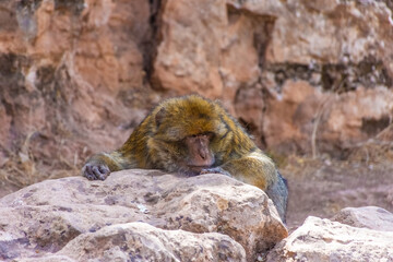 Wild barbary ape resting on a stone in Morocco