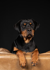Fototapeta premium portrait of a dog