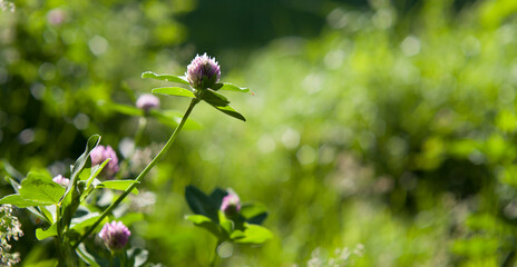 Wild meadow flowers -  red clover.