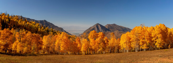 Panoramic view of bright yellow aspen trees in front of Bald mountain peak at Mt Nebo wilderness area in Utah.