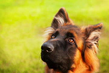 Portrait of a young German shepherd dog.