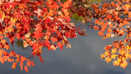 Bright red maple leaves with lake water background ,selective focus
