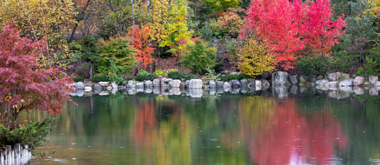 Panoramic view of colorful fall foliage along side of lake at Japanese garden in Frederik Meijer gardens ,Grand rapids, Michigan