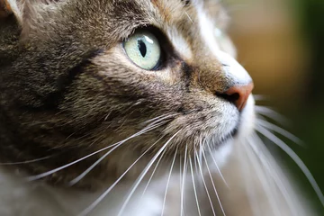 Foto op Aluminium close up of a cat © Владлен Чернышенко