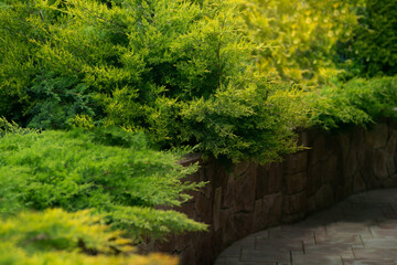 Naklejka premium Beautiful spring garden design, with conifer trees, green grass and eneving sun