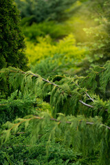 Beautiful spring garden design, with conifer trees, green grass and eneving sun