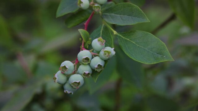 Fresh green blueberry berries growing in garden