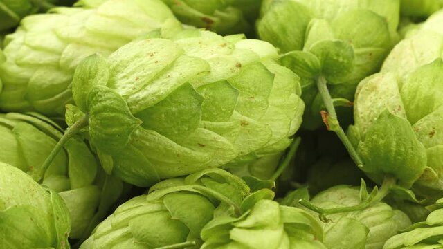Heap of fresh green beer hops