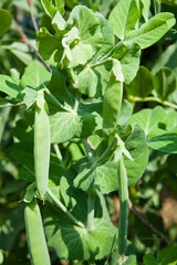 Green pea -  fresh vegetable from the kichen veg garden.