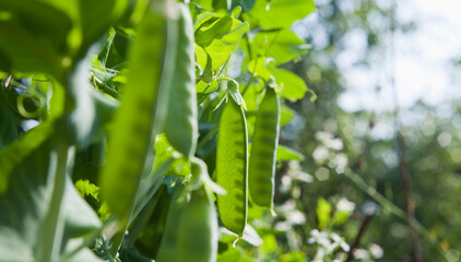 Fototapeta na wymiar Green pea - fresh vegetable from the kichen veg garden.