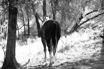 Fototapeta na wymiar Horse butt walking away through field.
