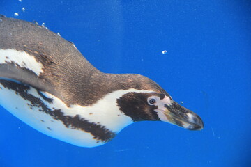 水中を泳ぐ「フンボルトペンギン」