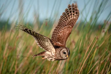 Fototapeten Beautiful shot of a spotted owl flying over a field © Kyle Greene/Wirestock
