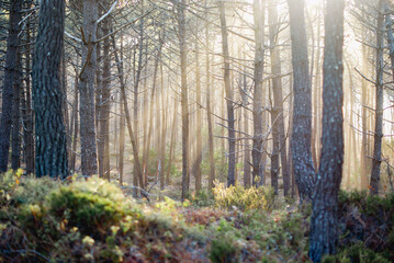 Pine Forest with sun light entering