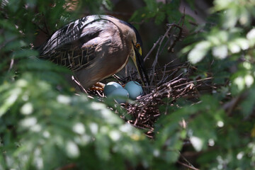 Bird taking care of the nest with eggs in tree