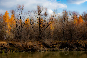 autumn in the forest