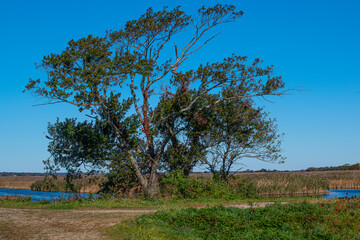 a treestands out in thr marsh  on a autumn day