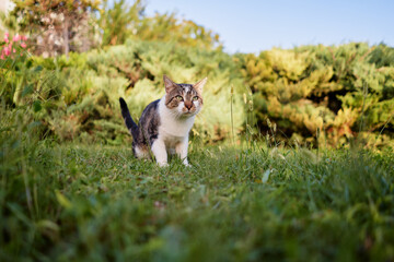 Kitty cat in city park.