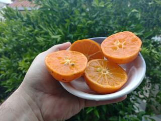 hand holding lemon much used in brazilian cuisine, on the garden background. 