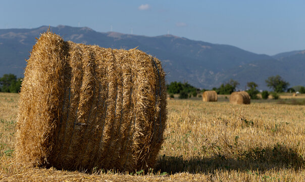 Wheat harvesting. Round bales of straw in the field. Agriculture in mountainous areas. © Piotr