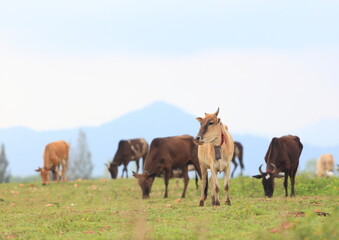 cows are grazing on a cold autumn morning on a meadow , walking away, mountain background