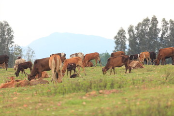 Fototapeta na wymiar cows are grazing on a cold autumn morning on a meadow , walking away, mountain background