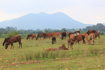 Obraz premium cows are grazing on a cold autumn morning on a meadow , walking away, mountain background
