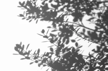 Fotobehang 影を写したシャドウアート、オリーブの葉 © AGRX