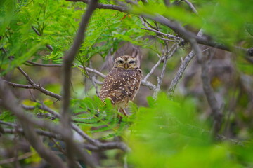 Coruja-Buraqueira (Athene cunicularia) 