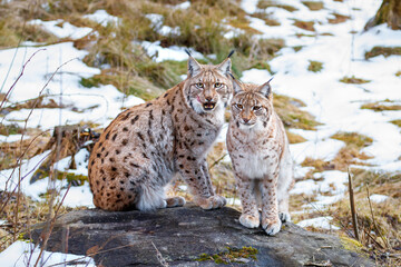 Pair of Eurasian lynx, Lynx lynx, sitting on rock on forest meadow. Beautiful bobcat in winter season. Wild big cat mother and cute cub. Wildlife nature habitat. Snow meltdown. Maternal instinct.
