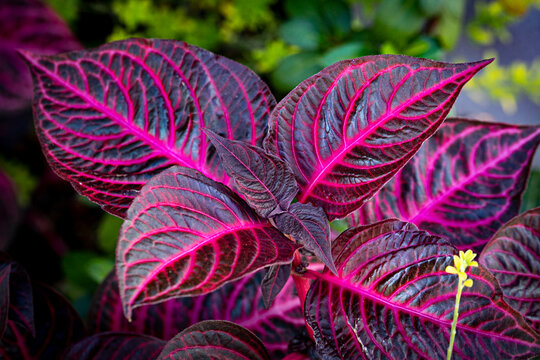 beautiful purple and red leaves
