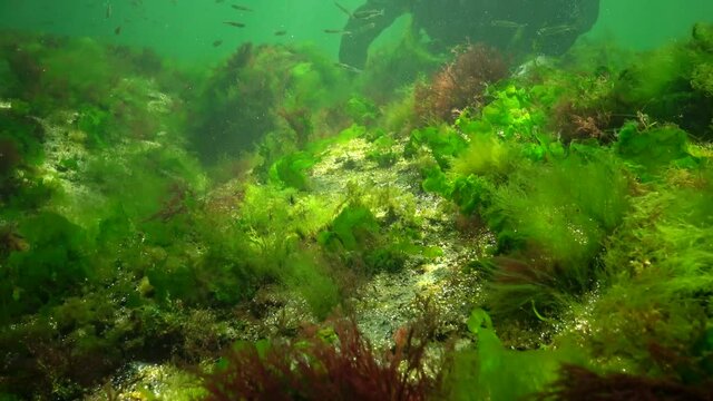 Photosynthesis in the sea, A diver touches oxygen bubbles synthesized by algae. Green and red  algae on underwater rocks (Enteromorpha, Ulva, Ceramium, Polisiphonia). Gulf of Odessa, Black Sea