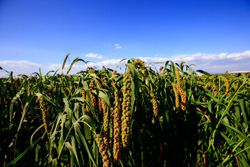 Mature millet in the farmland