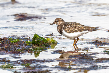 Ruddy Turnstone (Arenaria interpres) Searching for Food