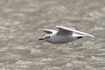 Black-headed gull (Chroicocephalus ridibundus) in Flight
