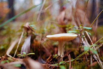 Agaric forest mushroom in fall season.