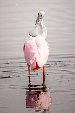 Vertical shot of a roseate spoonbill bird perched in a lake