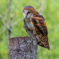 Barn Owl