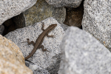 lizard on a stone