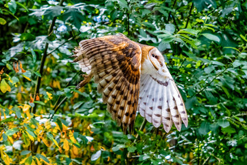 Barn Owl in Flight