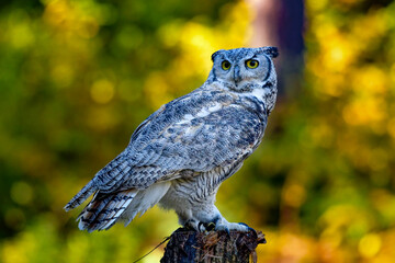 Great Horned Owl Perched on a Stump