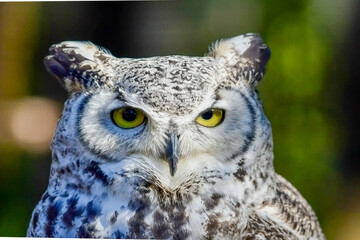 Great Horned Owl's Face