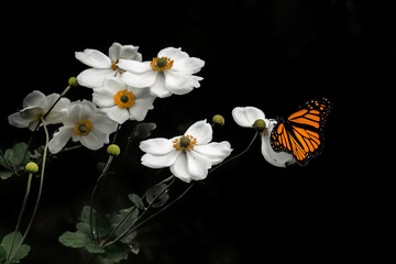 A monarch butterfly on a white Japanese anemone flower at the Morris Arboretum in Pennsylvania