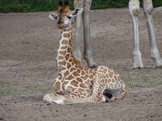 Closeup of a giraffe calf sitting on the ground. South Africa.